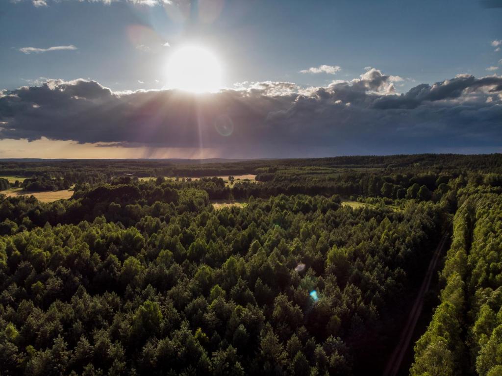 Las w ciepłym świetle na zdjęciu z galerii Łosiej Chaty